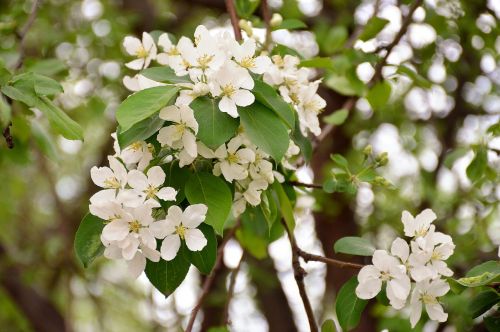 apple tree spring greens