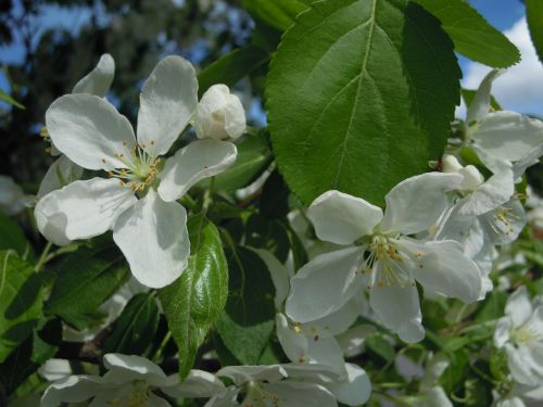 apple tree apple blossom blossom