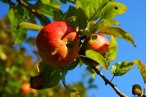 apple tree apple autumn