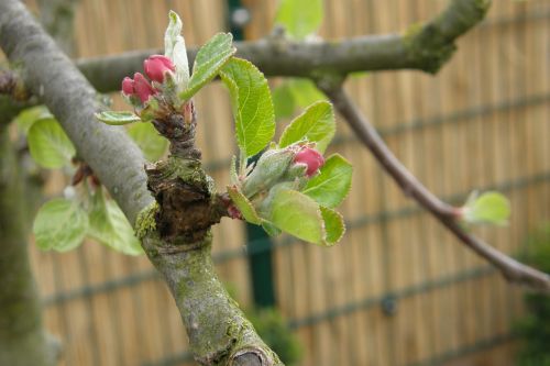 apple tree bud blossom