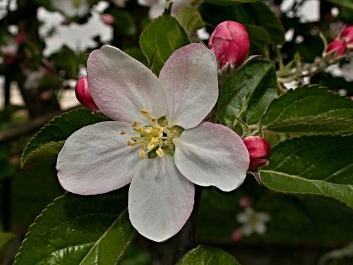 apple tree flower vernal