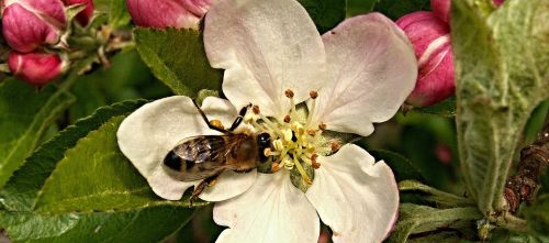 apple tree flower bud