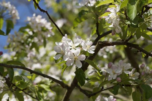 apple tree blossom flowers