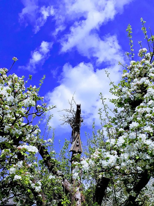 apple tree  aviary  sky