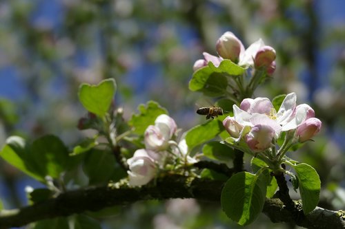 apple tree  apple blossom  bee