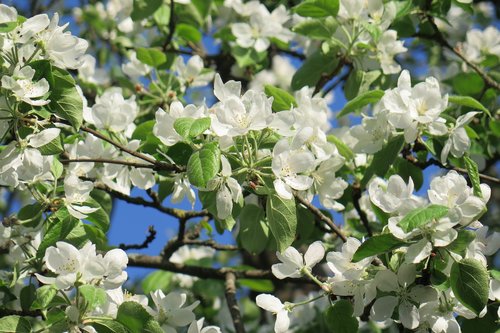 apple tree  spring