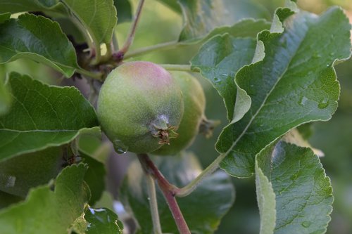 apple tree  apple  fruit