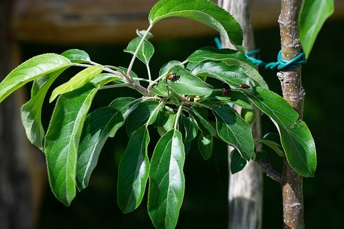 apple tree  branch  leaves