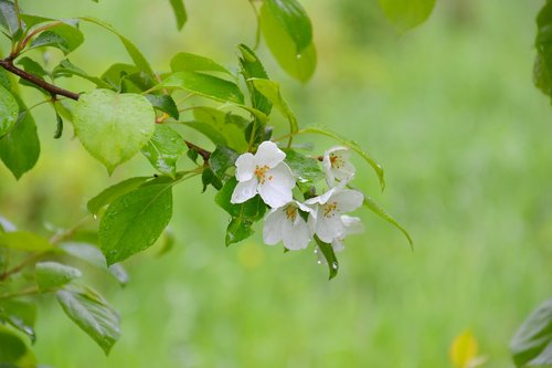 apple tree  tree  nature