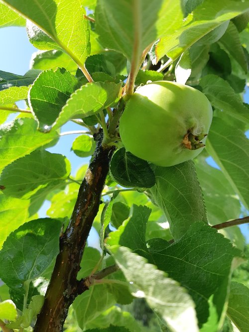 apple tree  garden  greens