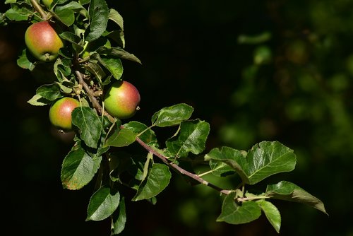 apple tree  apple  branch