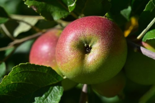 apple tree  apple  branch