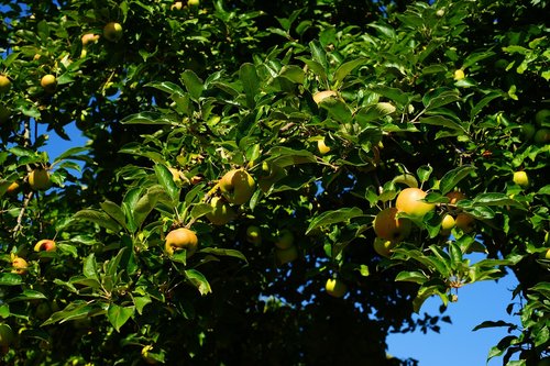 apple tree  summer  notreif