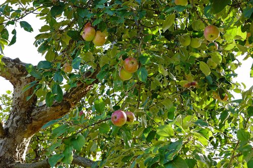 apple tree  apple  tree