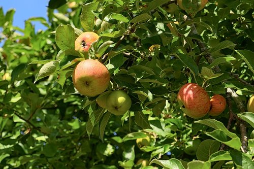 apple tree  apple  fruit