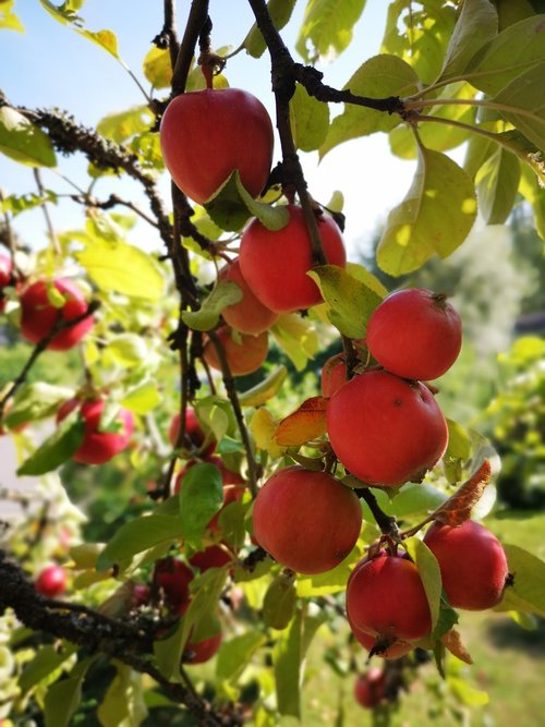 apple tree  apple  autumn