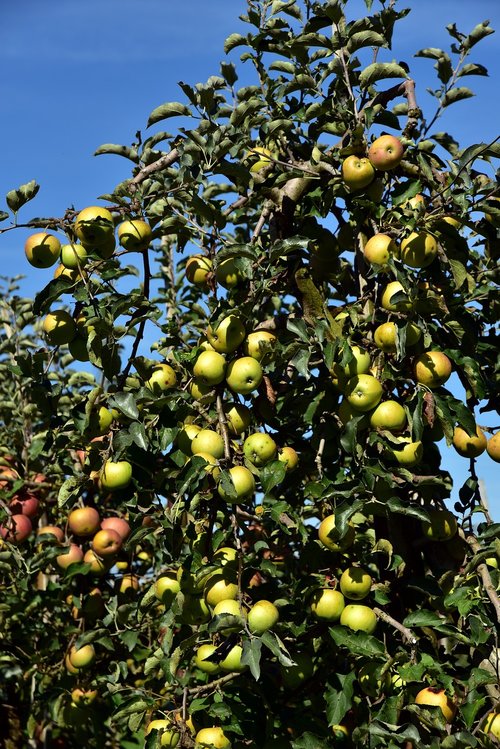 apple tree  apple  fruit