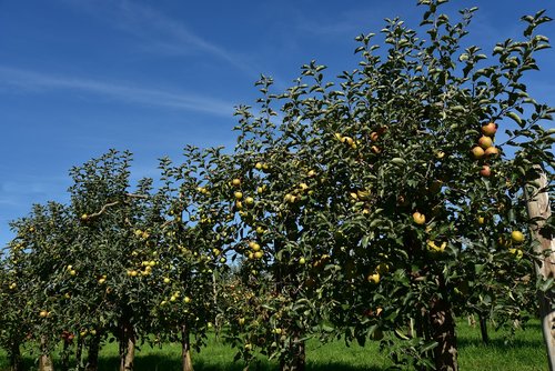 apple tree  apple  fruit