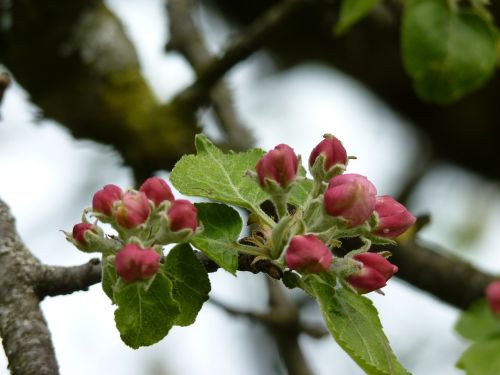 apple tree blossom bloom