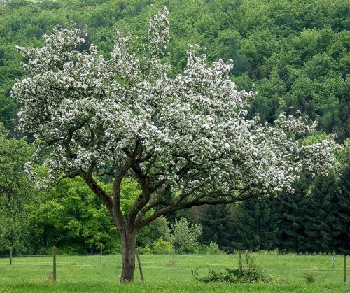 apple tree apple blossom meadow