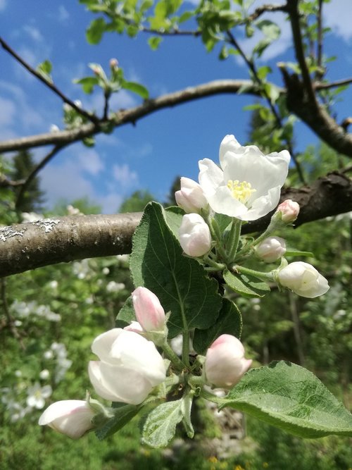 apple tree  flowers  garden