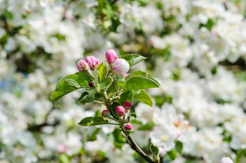 apple tree  blossom  bloom