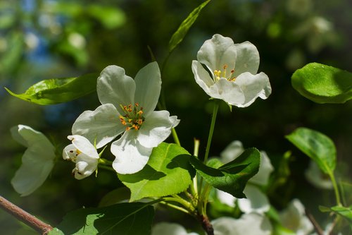 apple tree  white  flowers