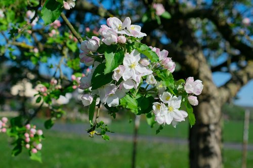 apple tree  apple tree flowers  blossom