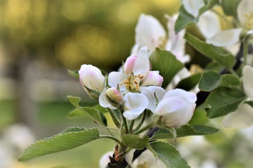 apple tree  tree  blossom
