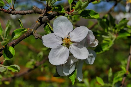 apple tree  flower  tree