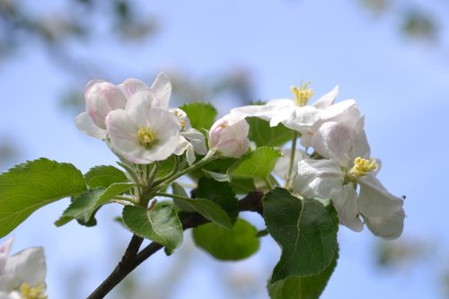 apple tree  apple blossom  tree