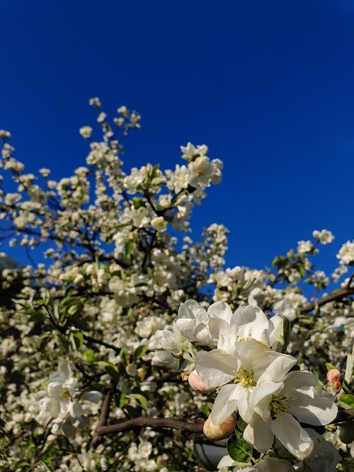 apple tree  blossom  spring