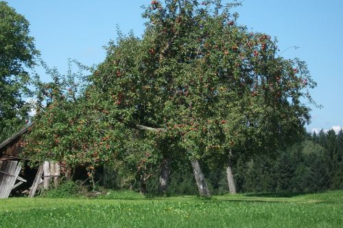 apple tree nature romantic