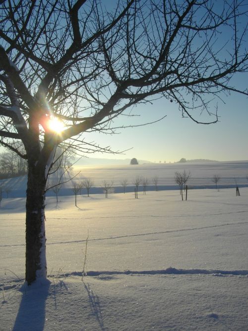 apple tree winter snow