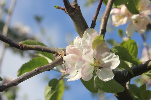 apple tree apple blossom tree