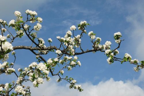 apple tree blossom branch