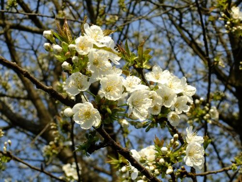 apple tree flower apple