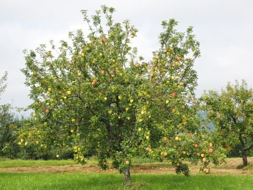 apple tree apple fruit