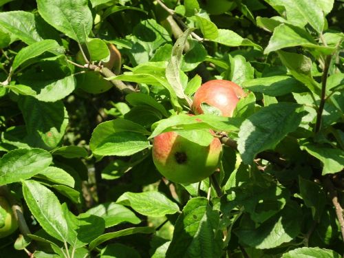 apple tree apple harvest