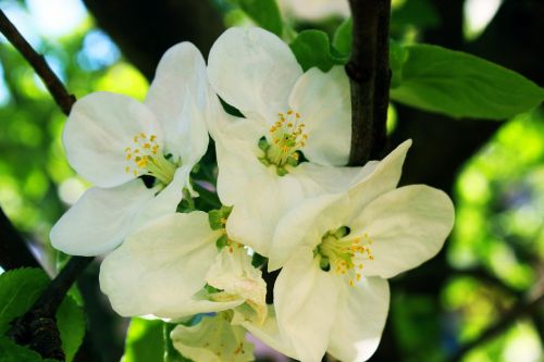 apple tree flower tree