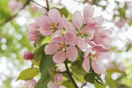 apple tree flowers bloom