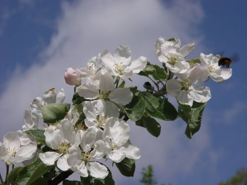 apple tree flower sky