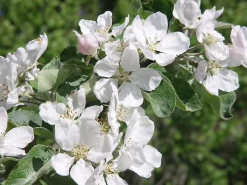 apple tree fruit apple blossom