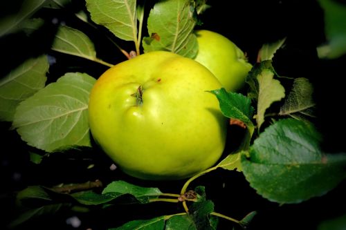 apple tree apple green
