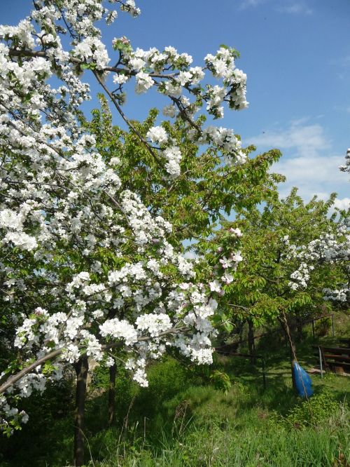 apple tree apple blossom spring