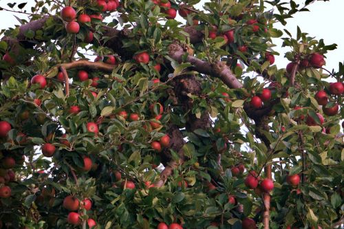 apple tree harvest autumn