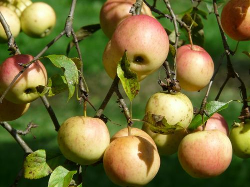 apple tree apple fruit