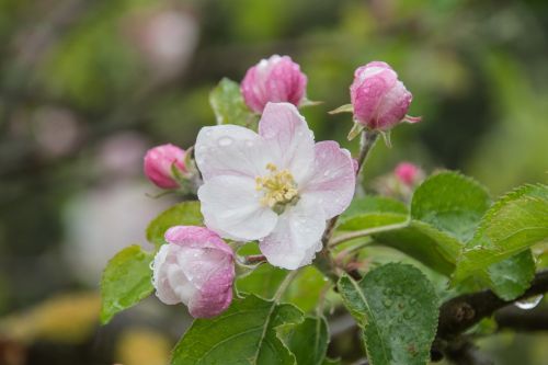 apple tree blossom apple blossom apple tree