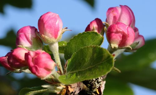 apple tree blossom apple tree apple blossom