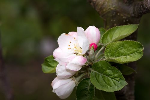apple tree blossom flowers white